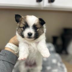 Daisy - Black parti female Pomeranian puppy in Mc Farland, California from O.M.G_POMS