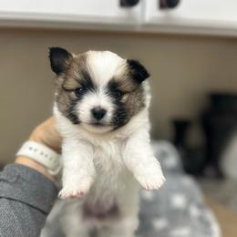 Daisy - Black parti female Pomeranian puppy in Mc Farland, California from O.M.G_POMS