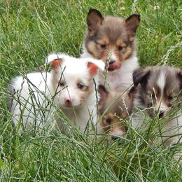 Rottweiler and Shetland Sheepdog Puppies from Mountain High Kennels