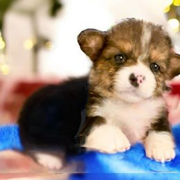 Pembroke Welsh Corgi Puppies from Haggard Family Corgis