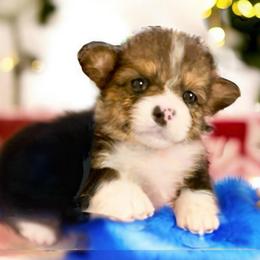Pembroke Welsh Corgi Puppies from Haggard Family Corgis