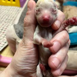 Boy 1 - Cream male Chihuahua puppy in Matensdale, Iowa from Tammy's Chihuahuas