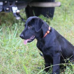 Labrador Retriever Puppies from Rock Branch Retrievers