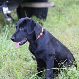 Labrador Retriever Puppies from Rock Branch Retrievers