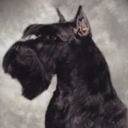 Cassanova - Miniature Schnauzer