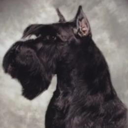 Cassanova - Miniature Schnauzer