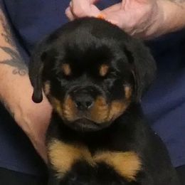 Boy 2 - Black and mahogany male Rottweiler puppy in Indianapolis, Indiana from Rottgang Rottweilers