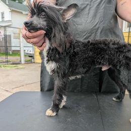 Long Haul's First and Formal affair - Black and white male Chinese Crested puppy in New Castle, Pennsylvania from Long Rotts & Long Haul Cresteds