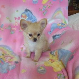 Cookie - Gold and white female Chihuahua puppy in Palm Coast, Florida from Pampered Chihuahuas