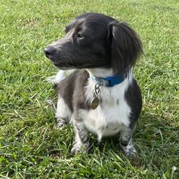 Molly - Dachshund