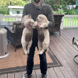 Golden Retriever Puppies from Sons of Mullen Farm