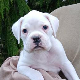 Moto - White male Boxer puppy in Elyria, Ohio from Just-A-Wyn Boxers