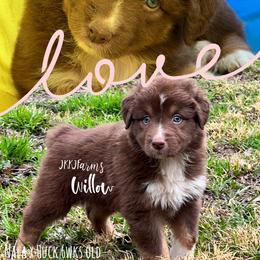 (4) Anne 1623 - Red tri-color female Australian Shepherd puppy in Huntington, Texas from JKKJ Farms