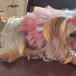 Yorkshire Terriers from Sandy's Yorkies
