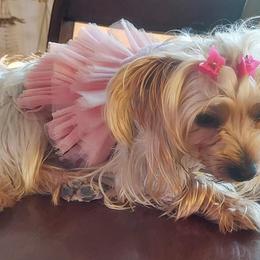 Yorkshire Terriers from Sandy's Yorkies