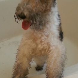 Wire Fox Terriers from Bluegrass Wyre