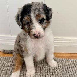 Biscotti - Blue merle female Aussiedoodle puppy in Heber City, Utah from Junipersdoodles