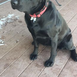 Labrador Retriever All Grown Up from Rocky Mountain Dogs - Utah