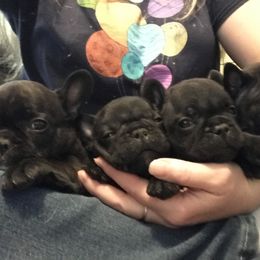 Bulldog, French Bulldog, and Pug Puppies from Royal destiny kennels