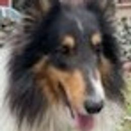 Alex - Old Time Scotch Collie
