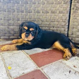 Mia - Black and tan female Cavalier King Charles Spaniel puppy in Clemmons, North Carolina from Crown Jewel Cavaliers
