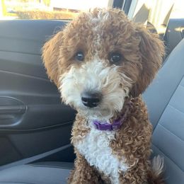 Finley - Goldendoodle