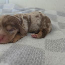 Jack - Dapple male Dachshund puppy in Stillwater, Oklahoma from Shade Tree Dachshunds