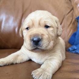Bandit - Yellow male Labrador Retriever puppy in Canton, Georgia from Dukes Retirevers