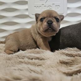 French Bulldog Puppies from Edgewater Frenchies