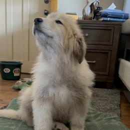 Great Pyrenees Puppies from Natalie Hnatkiv