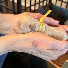 Mellow Yellow - Cream female Assorted Doodle Crosses puppy in Mt Pleasant, Texas from Hippdoodranch