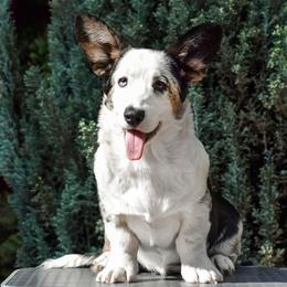Boone - Cardigan Welsh Corgi
