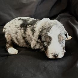 Mike - Blue merle male Australian Shepherd puppy in Atkinson, Illinois from Diamond Ridge Aussies