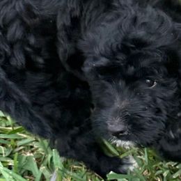 Celine - Black and white Aussiedoodle puppy in Martin County, Florida from Biggie Ranch