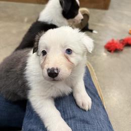 Callie - White and blue female Border Collie puppy in Washburn, Missouri from BS Farms
