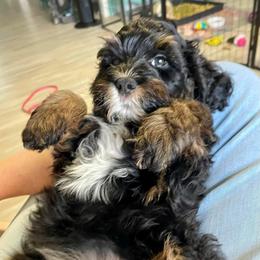 Dark Pink Collar - Phantom female Bernedoodle puppy in Port Charlotte, Florida from Islands Wheatens and Poodles