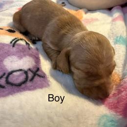 Boy 2 - Red male Dachshund puppy in Onalaska, Texas from Nicholes Doxies