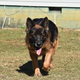 Envy - Black and red female German Shepherd puppy in Dallas, Georgia from Cottonwood Kennel