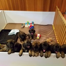 Leonberger Puppies from Quinnehtukqut Leonbergers