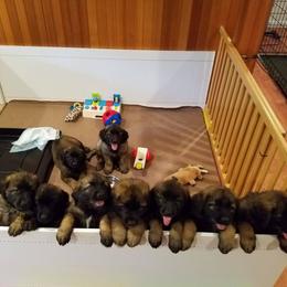 Leonberger Puppies from Quinnehtukqut Leonbergers