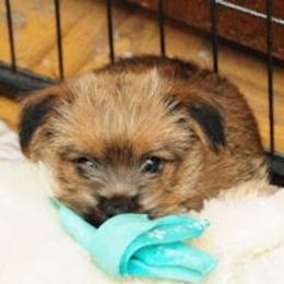 Norfolk Terrier and Norwich Terrier Puppies from Infinity Kennels