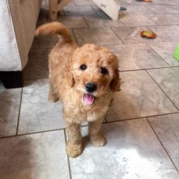 Pumpkin - Apricot female Goldendoodle puppy in Sugarcreek, Ohio from True Hearted Doodles