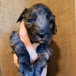 Al Green - Blue merle male Bernedoodle puppy in Pollock Pines, California from Ten Acre Wood Doodles