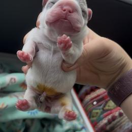 Blue Brindle Pied Girl - Brindle and white female French Bulldog puppy in Gulf Breeze, Florida from SW Frenchies