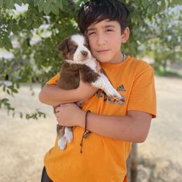 Miniature Australian Shepherd Puppies from DLT MiniAussie