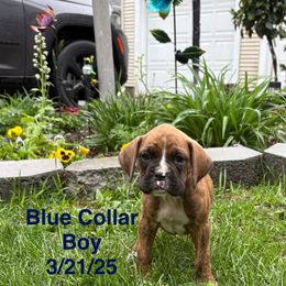 Blue Collar Boy - Brindle Boxer puppy in East Longmeadow, Massachusetts from Boxer Bliss