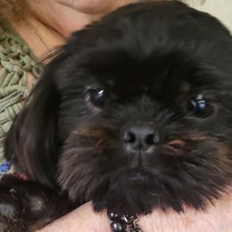 Sassy - Shih Tzu