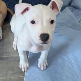 Leia - White female American Staffordshire Terrier puppy in Weston, Ohio from Natasha's AmStaffs