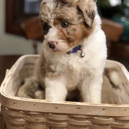 Aussiedoodle Puppies from Ohana Companions