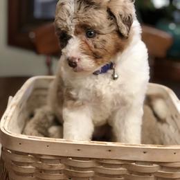 Aussiedoodle Puppies from Ohana Companions